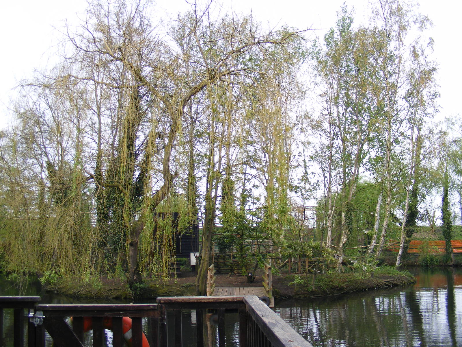 Ring tailed lemur island - Shepreth Wildlife Park 17 April 2009