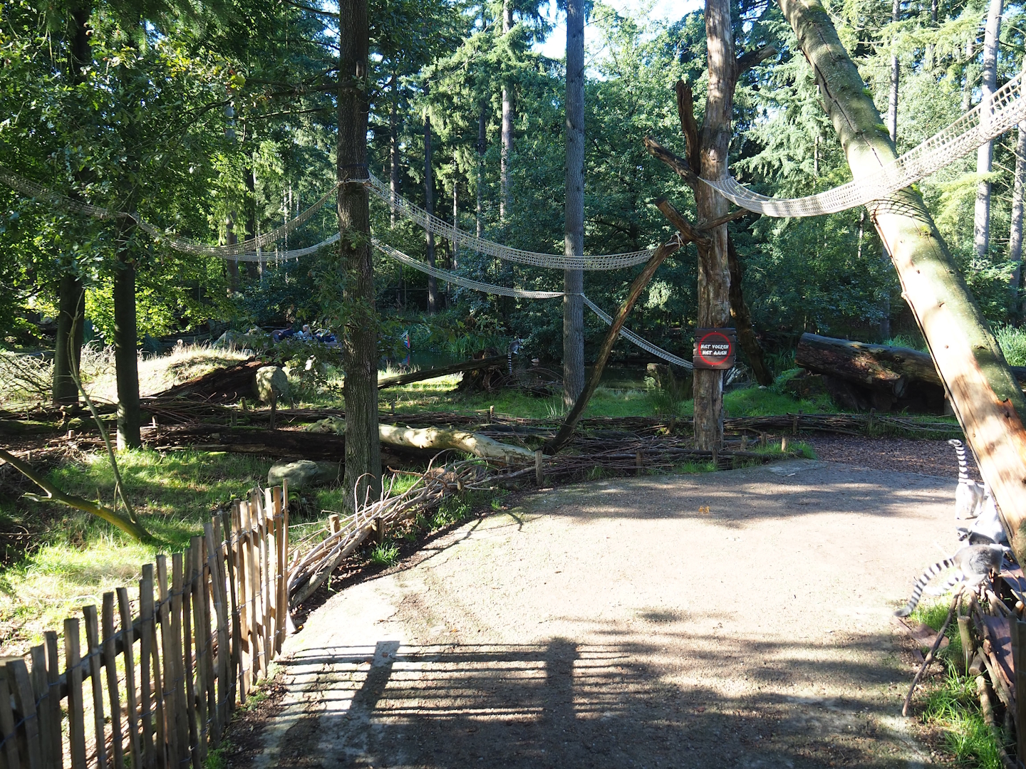 Ring-tailed lemur island walk-through section, 2023-09-24