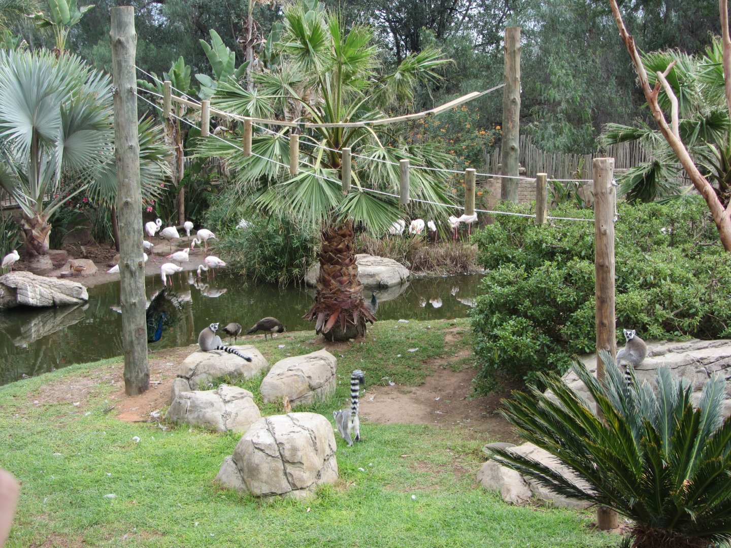 Ring-tailed Lemur Island with Greater Flamingo Colony Behind