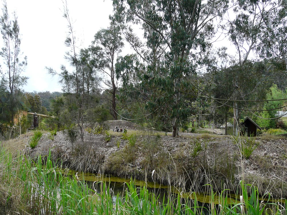 Ring-tailed lemur island