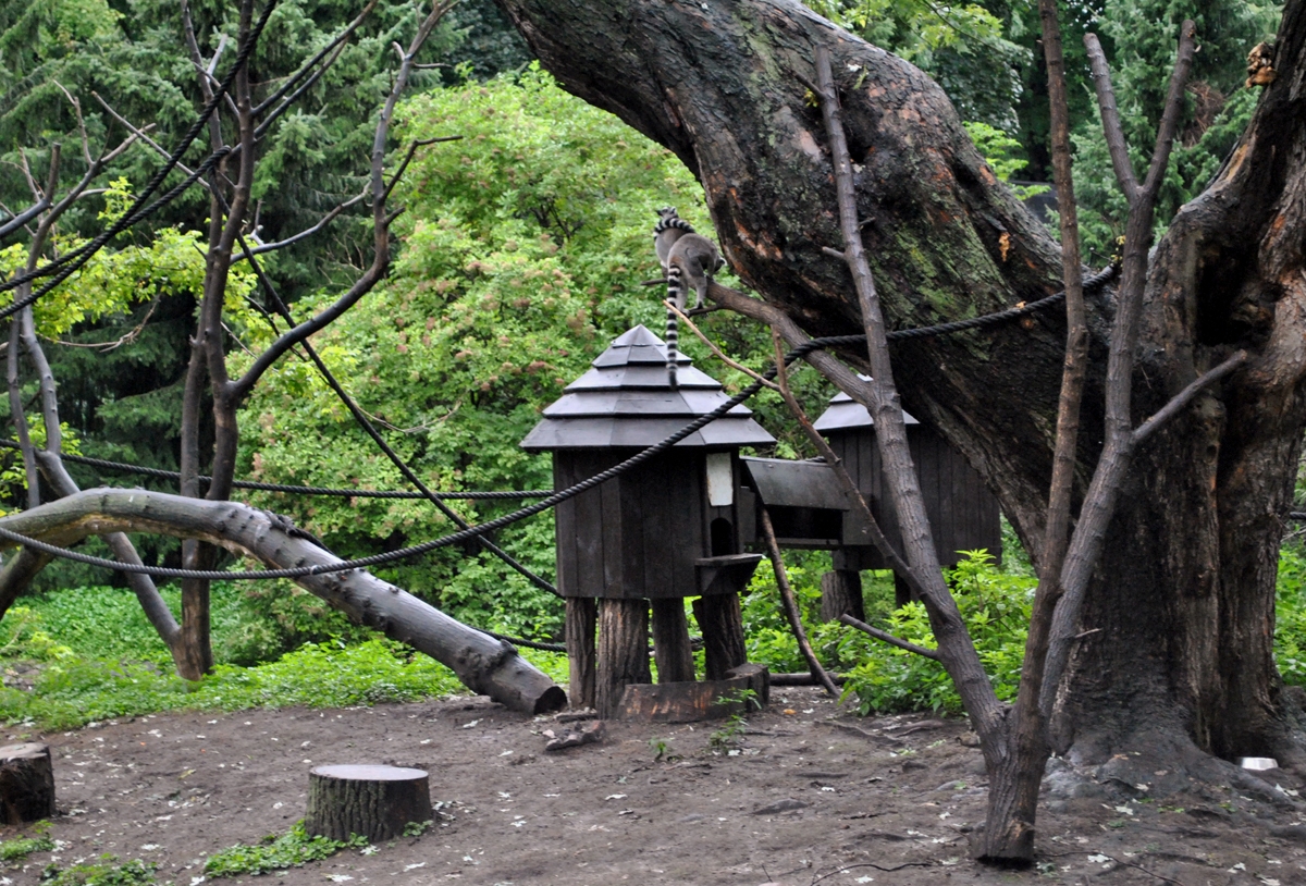 Ring-Tailed Lemur Island