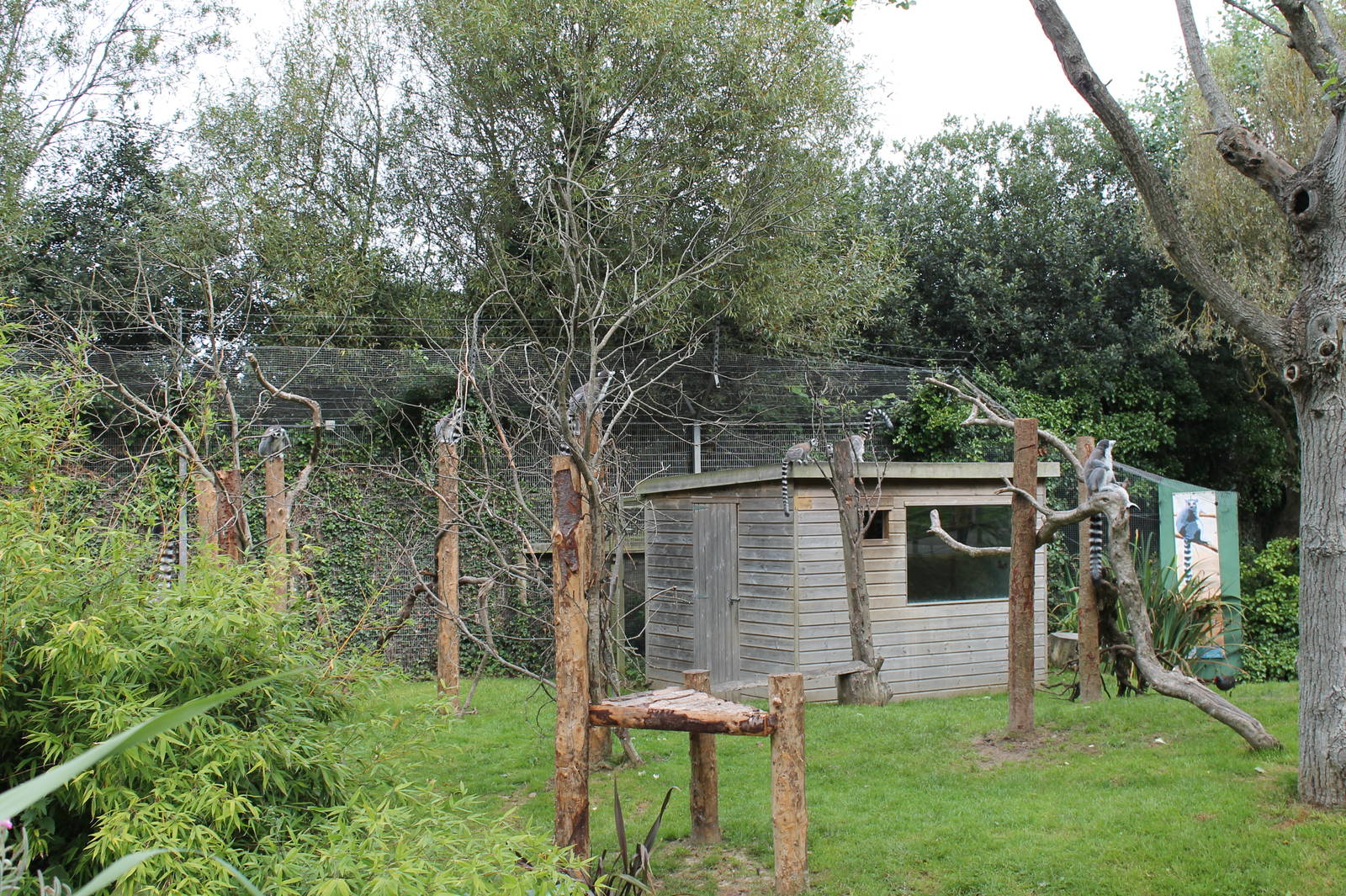 Ring Tailed Lemur Island