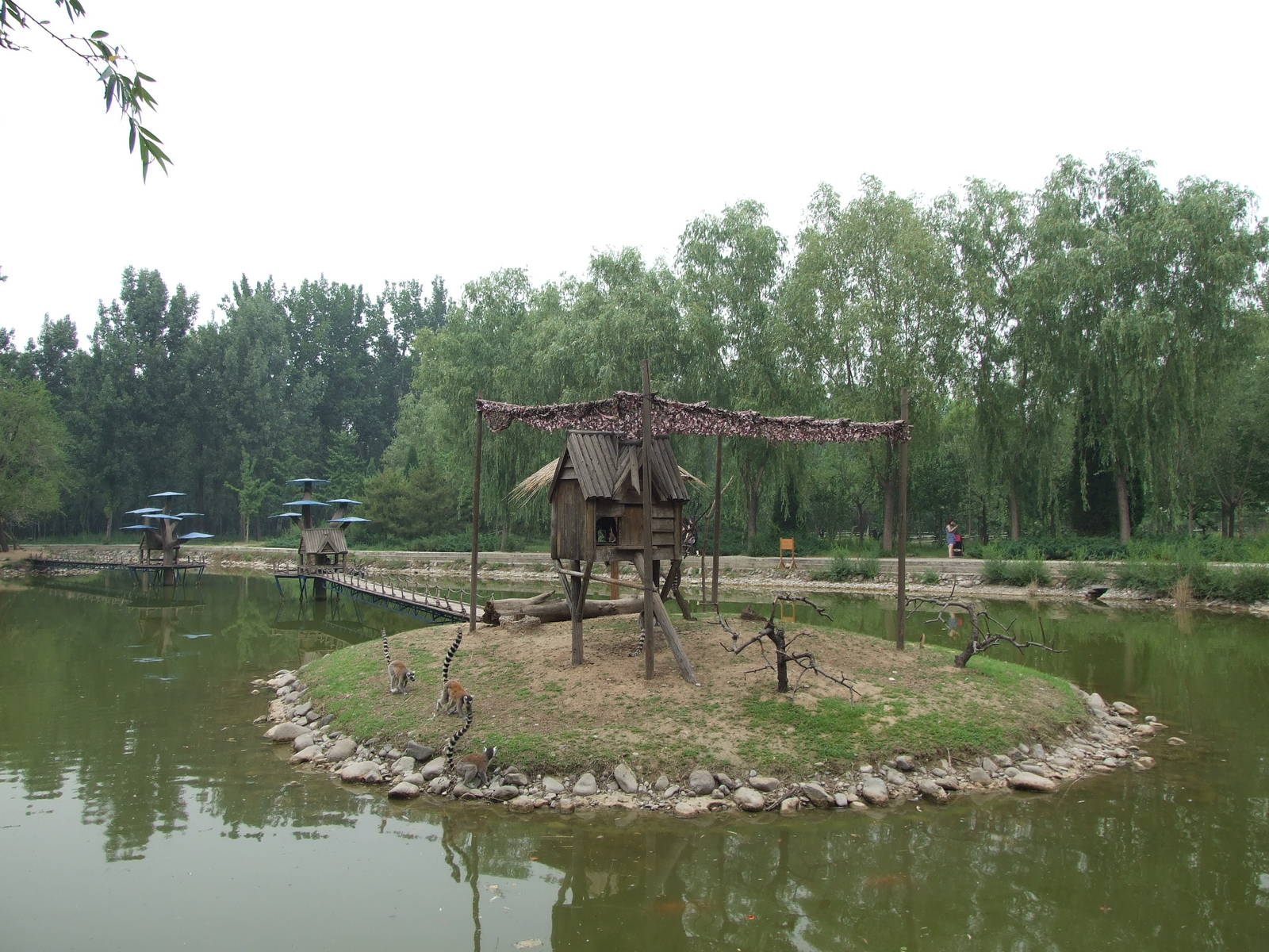 Ring-tailed lemur island