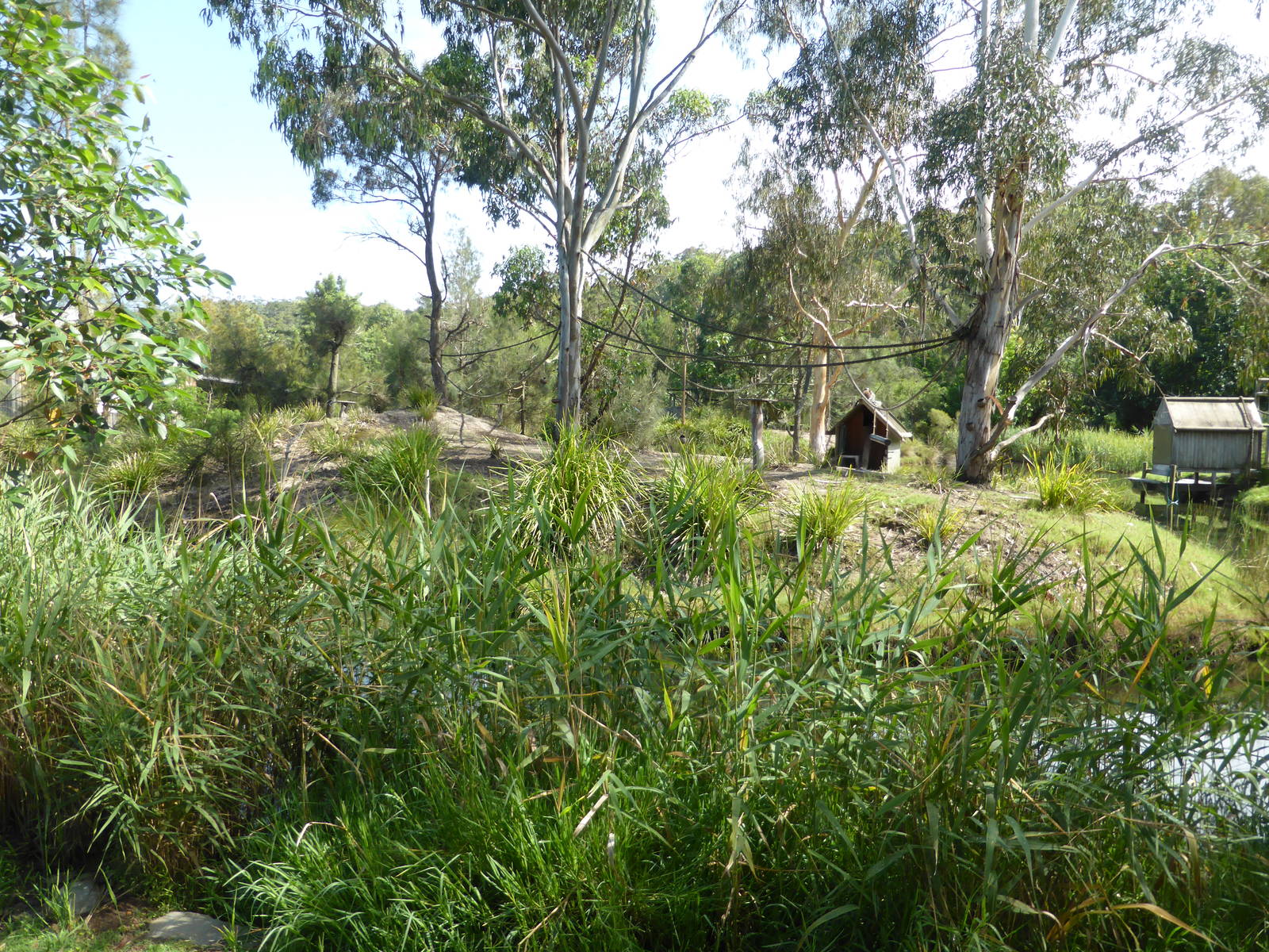 Ring-tailed Lemur island