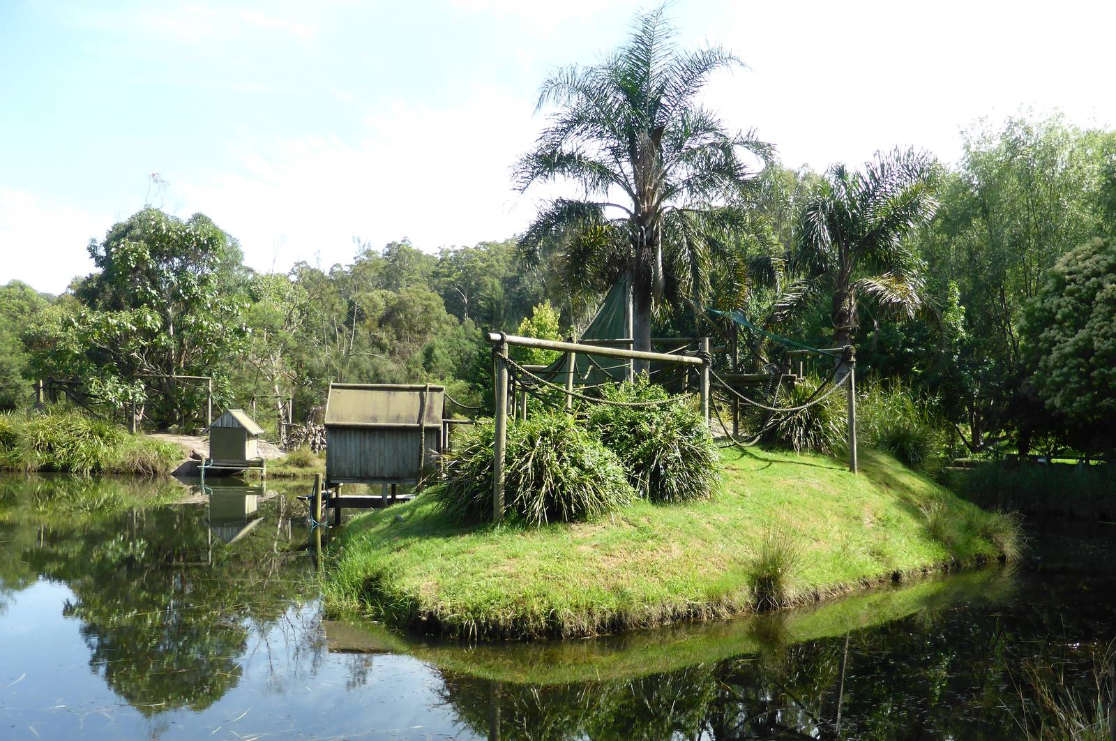 Ring-tailed Lemur island