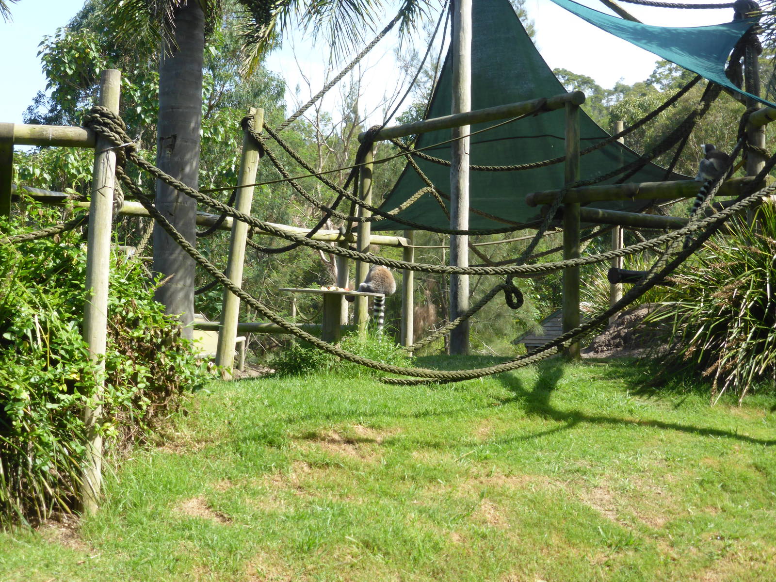 Ring-tailed Lemur island