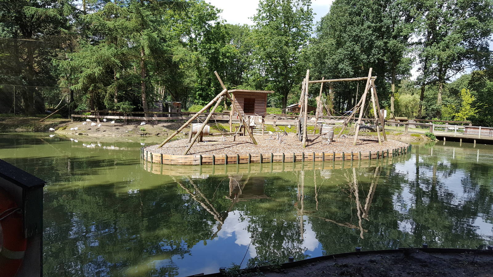 ring tailed lemur island