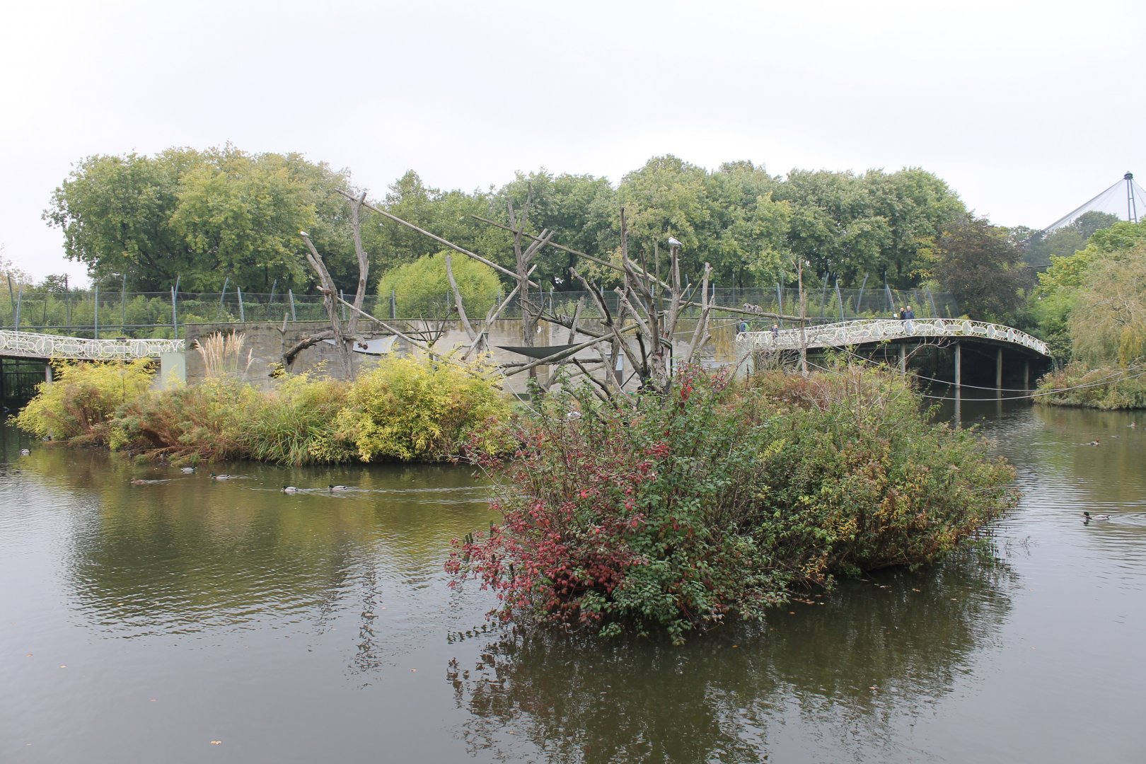 Ring-tailed lemur Island