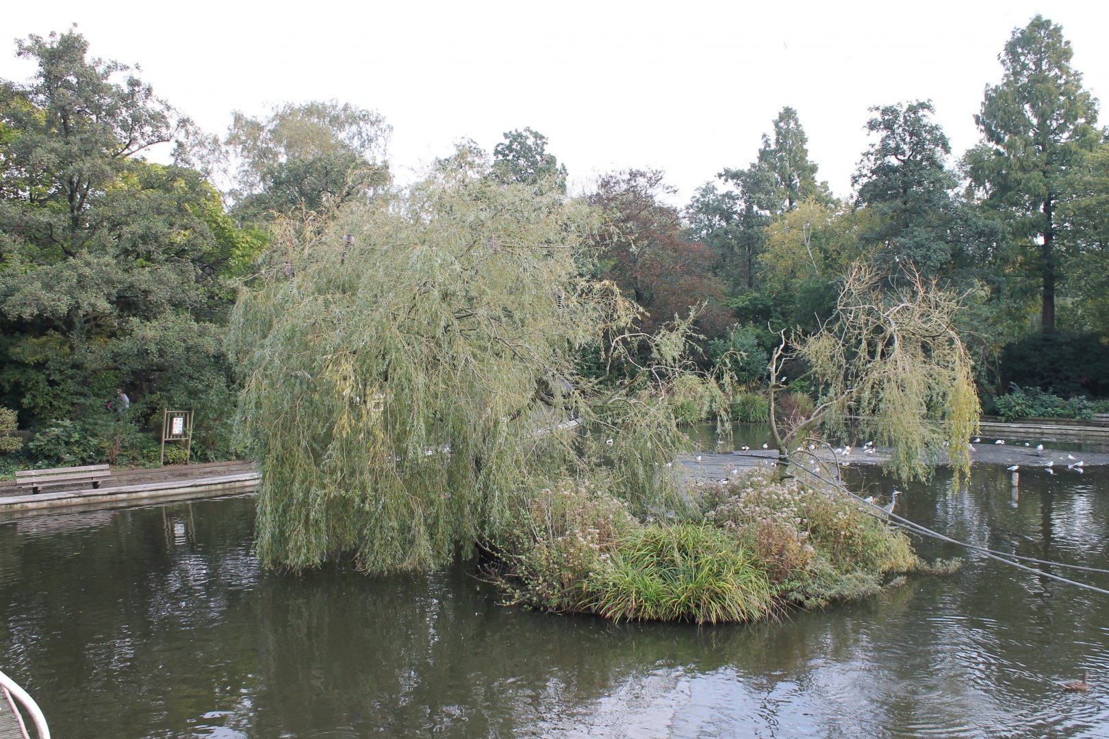 Ring-tailed lemur Island