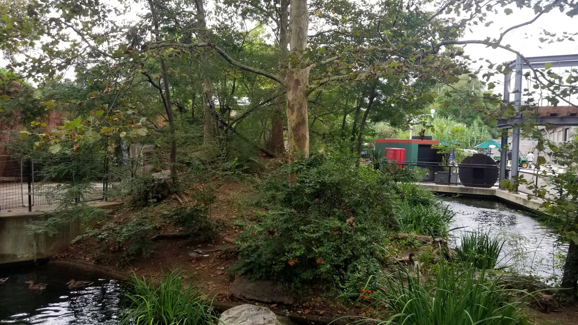 Ring-tailed Lemur island