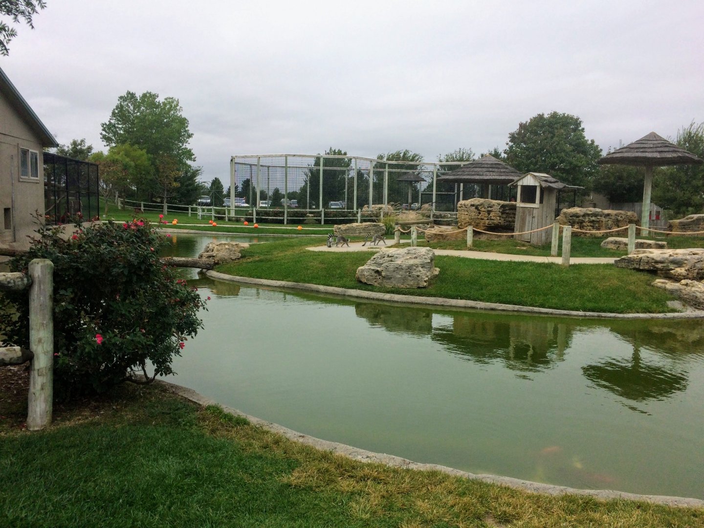 Ring-tailed Lemur island