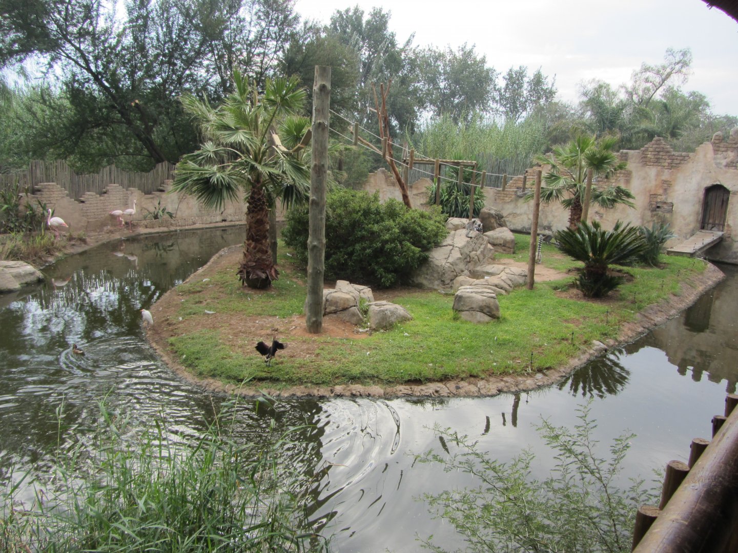 Ring-tailed Lemur Island