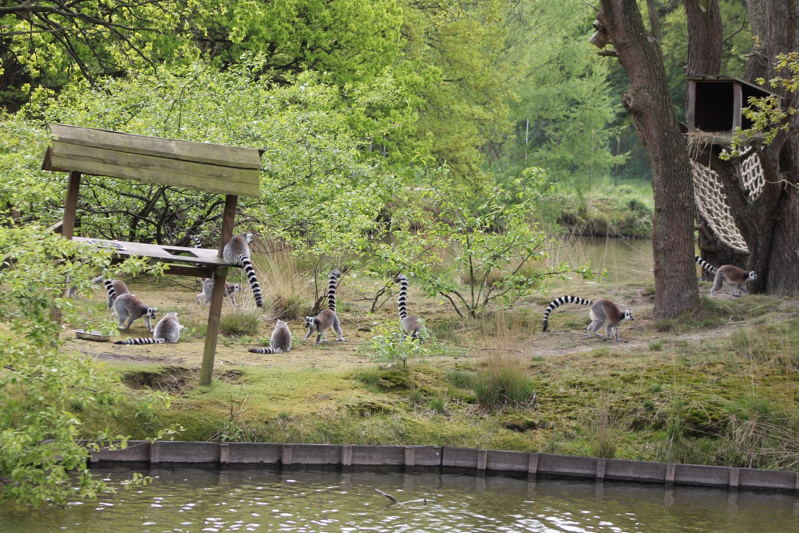 Ring-tailed lemur-island