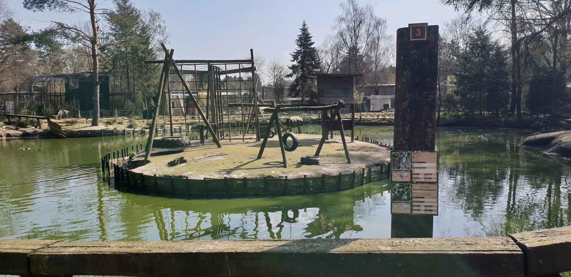 Ring-tailed lemur island