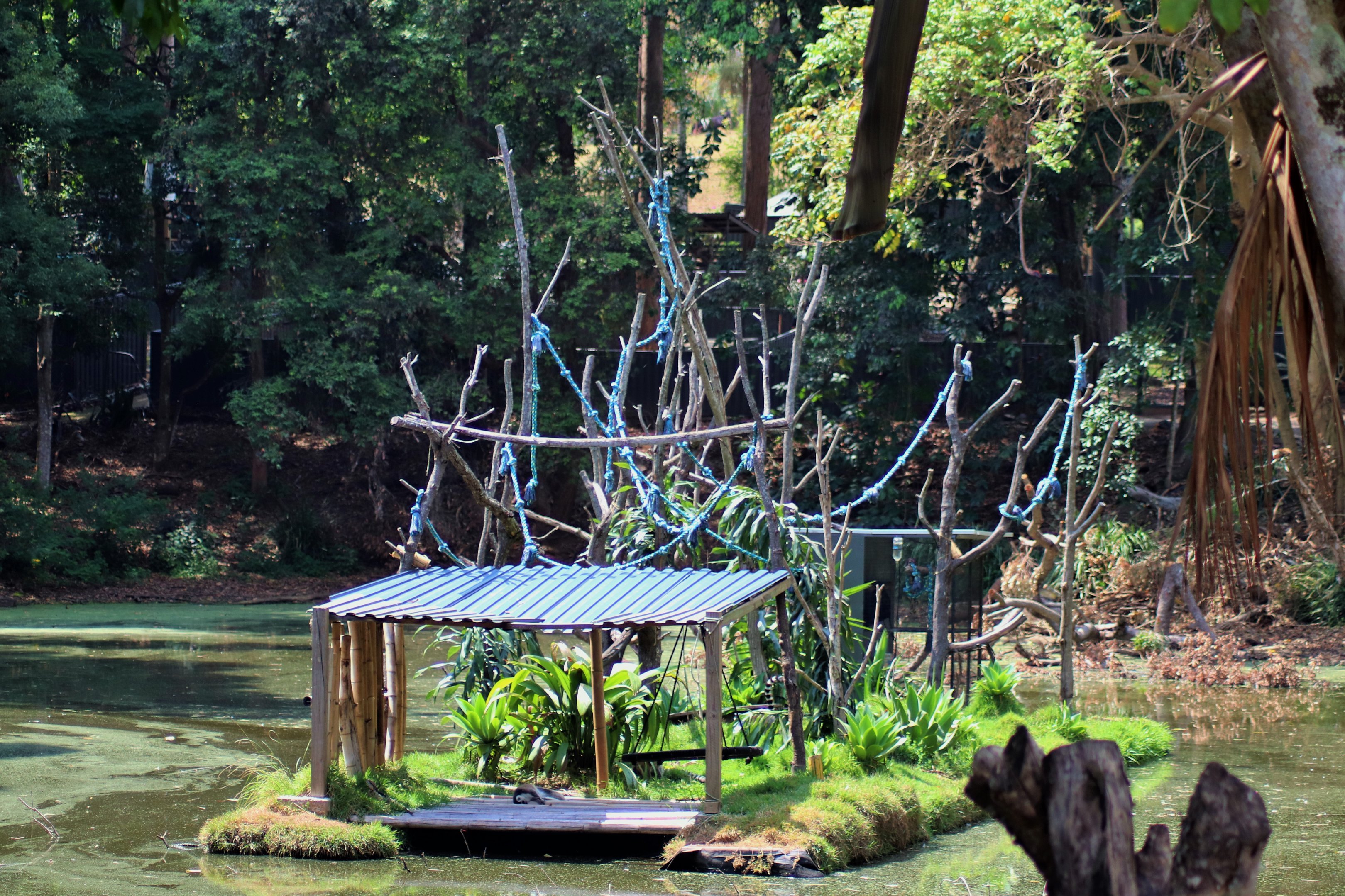 Ring-tailed Lemur Island