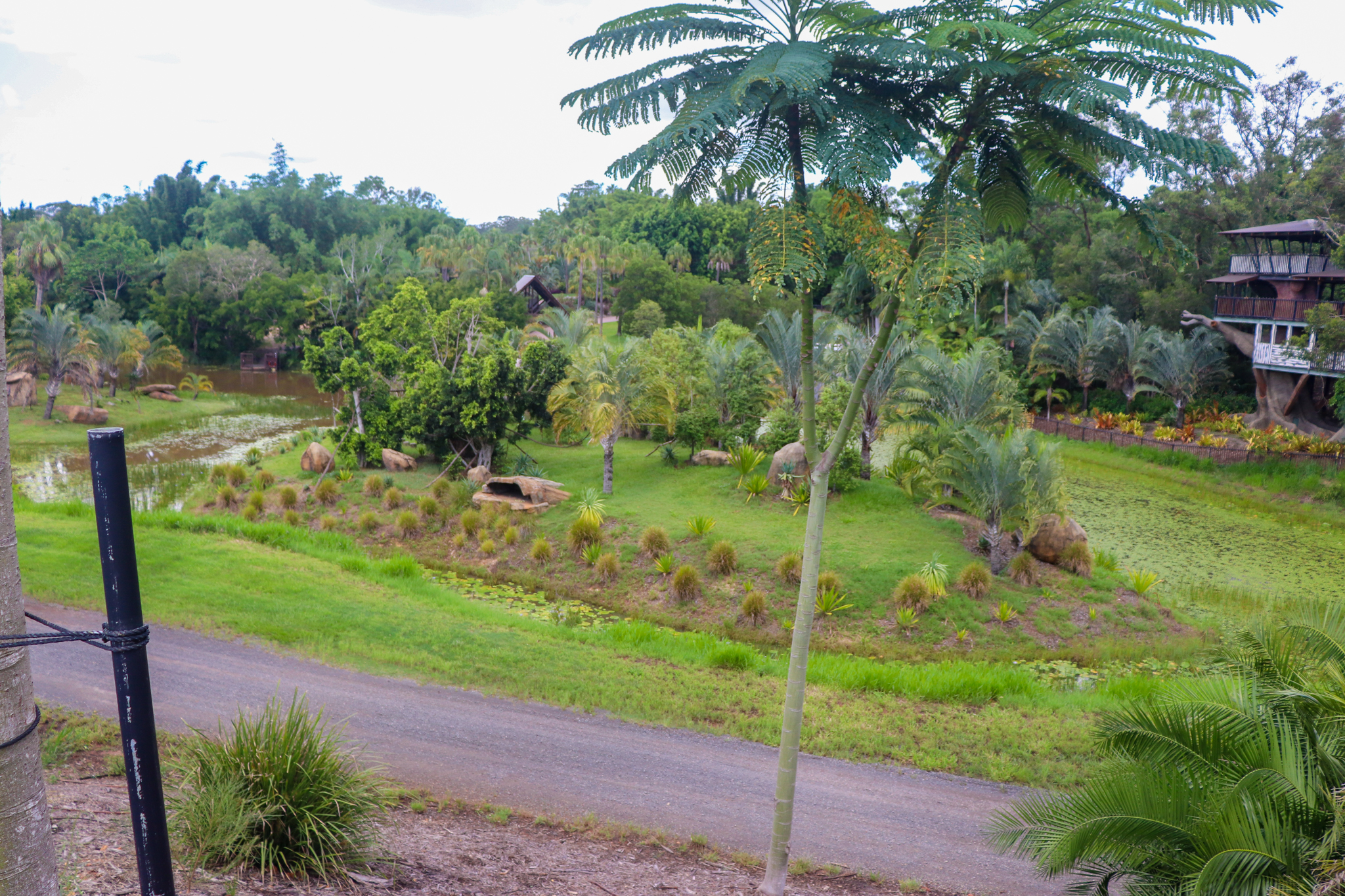 Ring-tailed Lemur Island