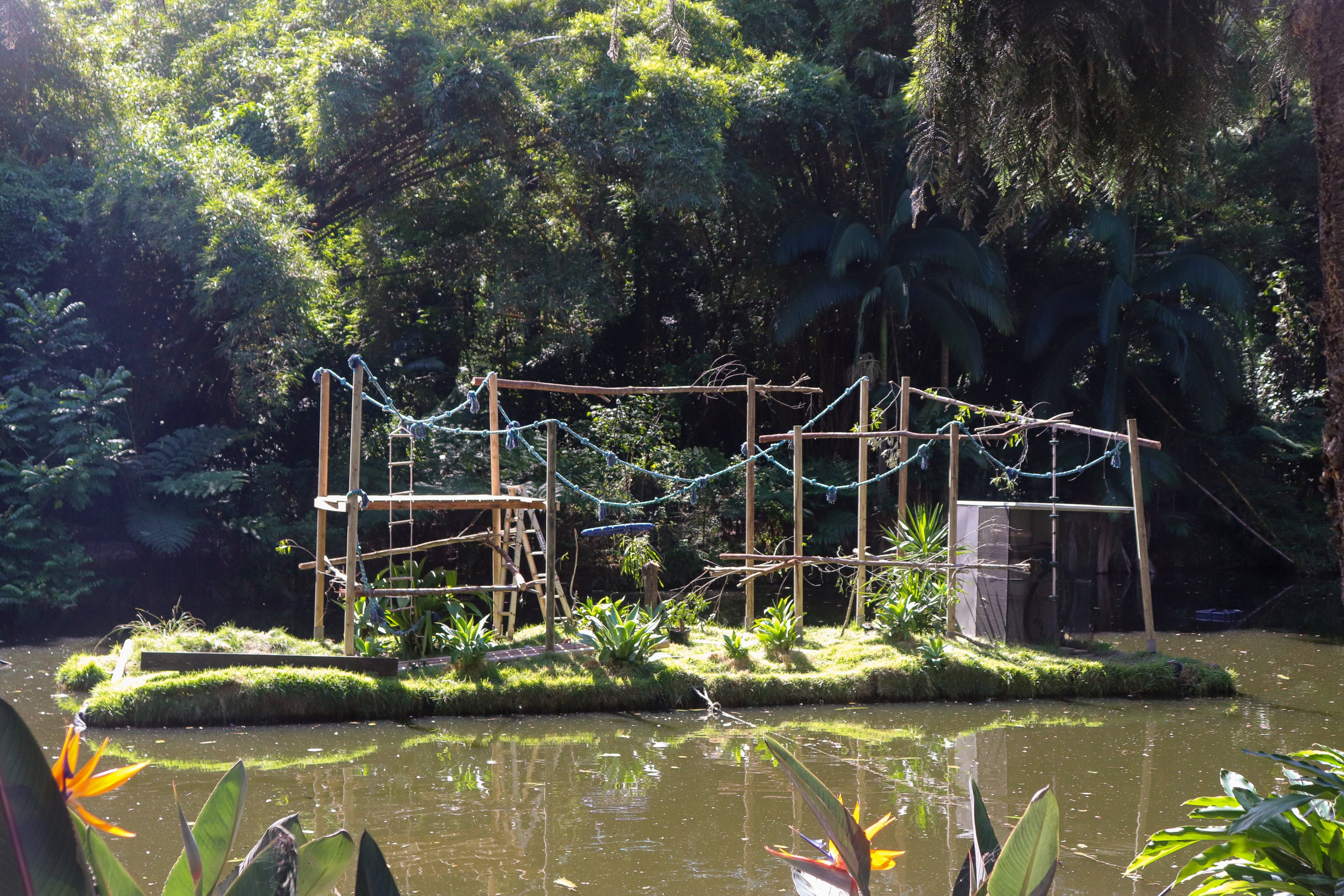 Ring-tailed Lemur Island