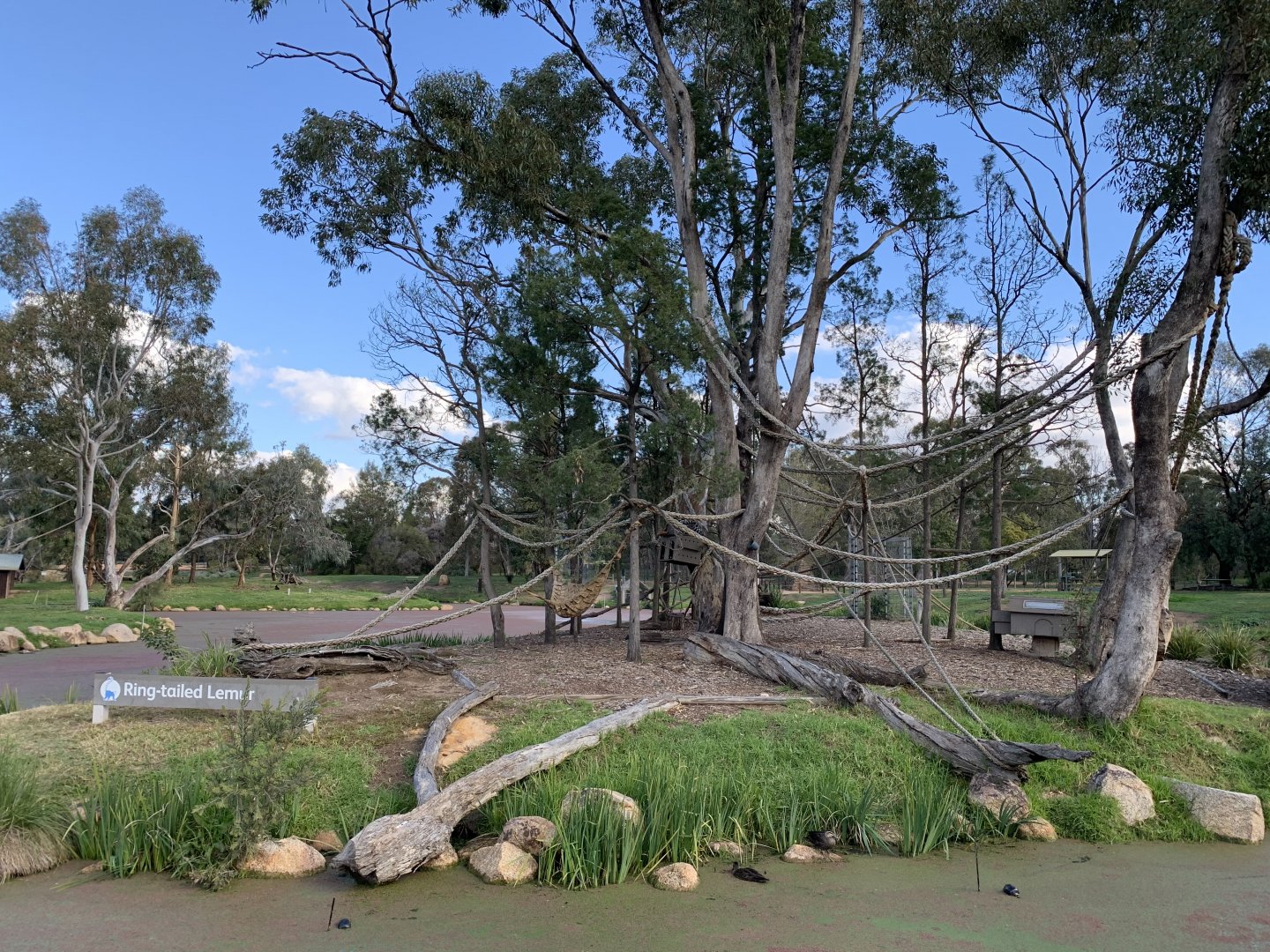 Ring-tailed Lemur Island