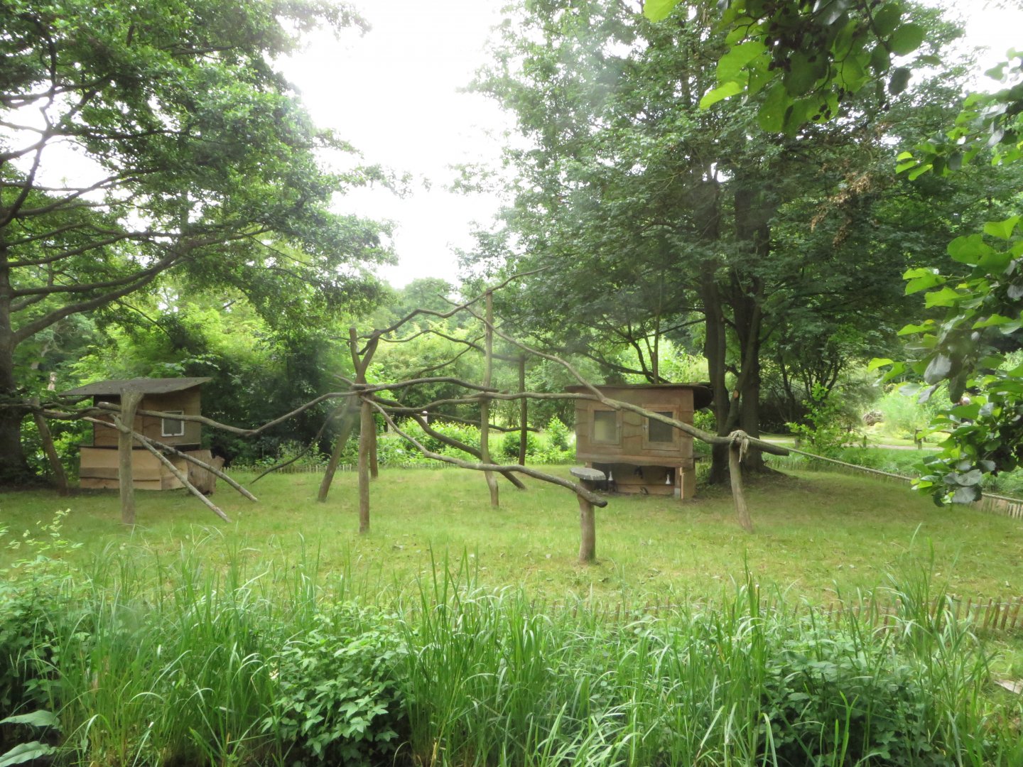 Ring-tailed Lemur island