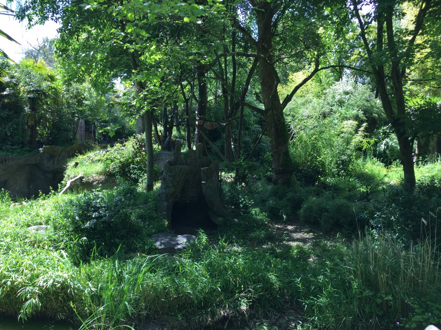 Ring Tailed Lemur Island