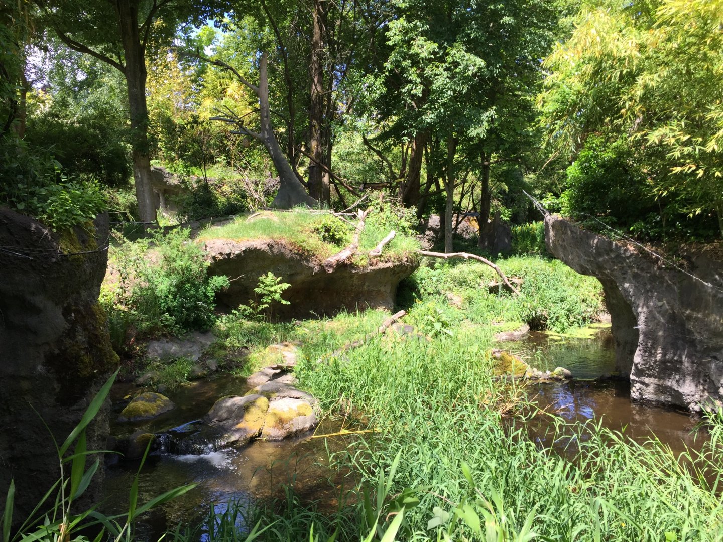 Ring Tailed Lemur Island