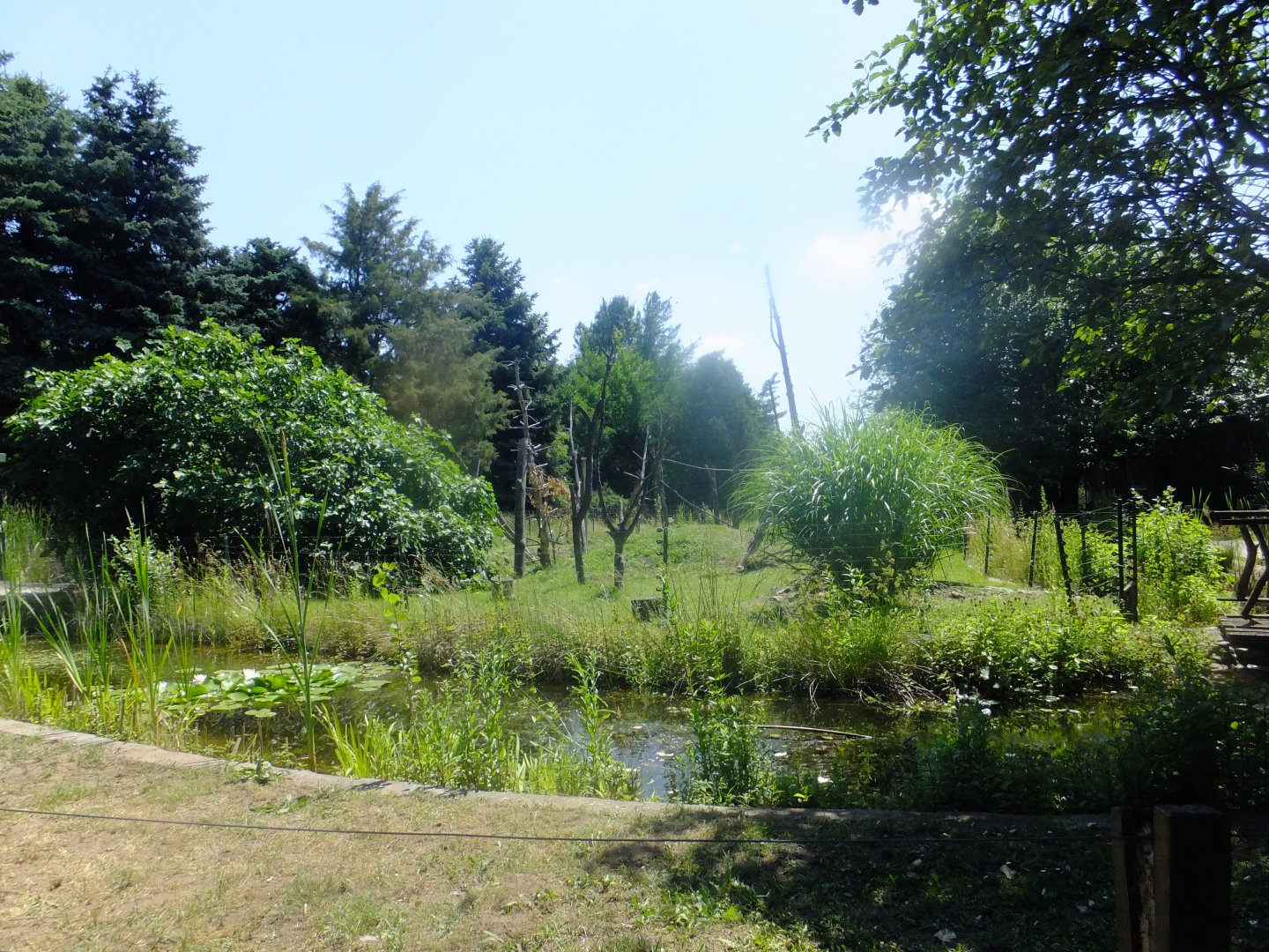 Ring-tailed lemur island