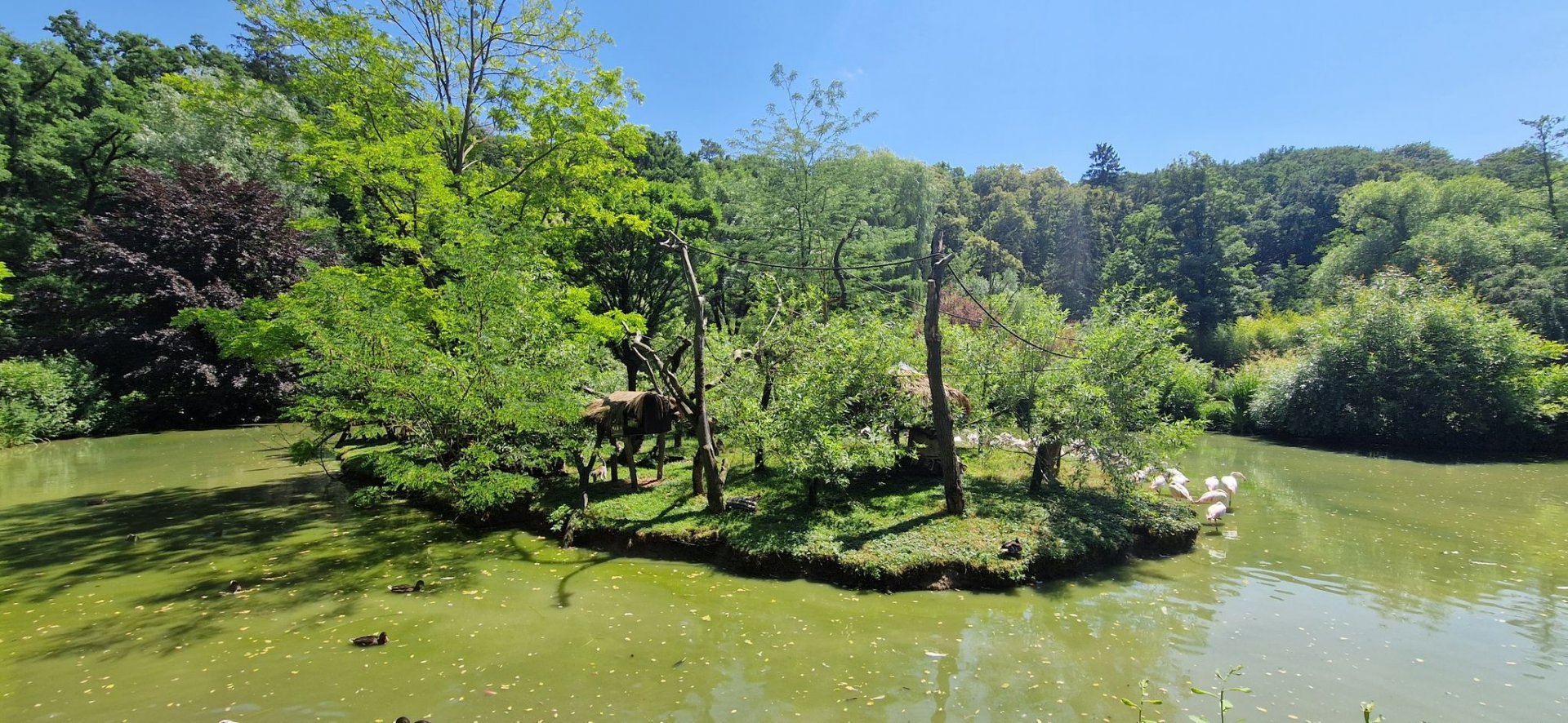 Ring-tailed Lemur Island