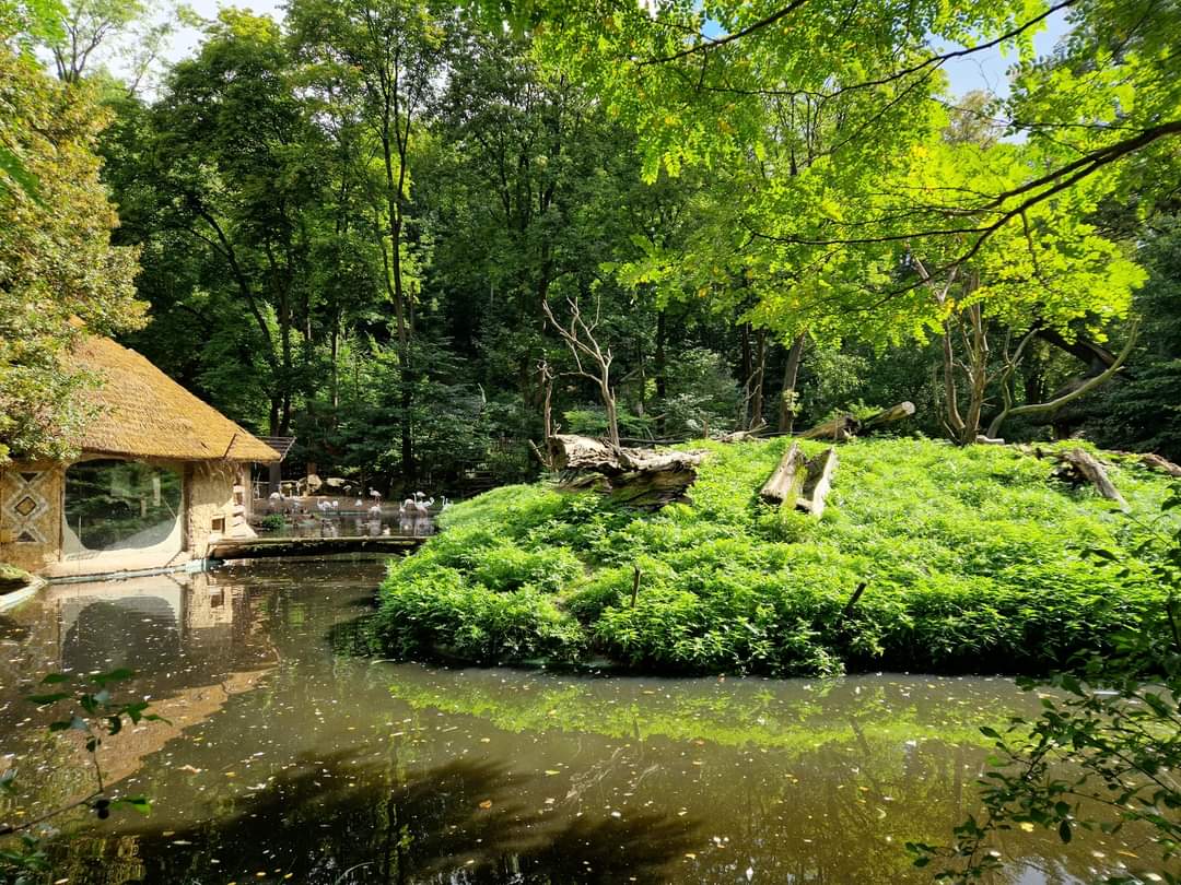 Ring-tailed Lemur Island