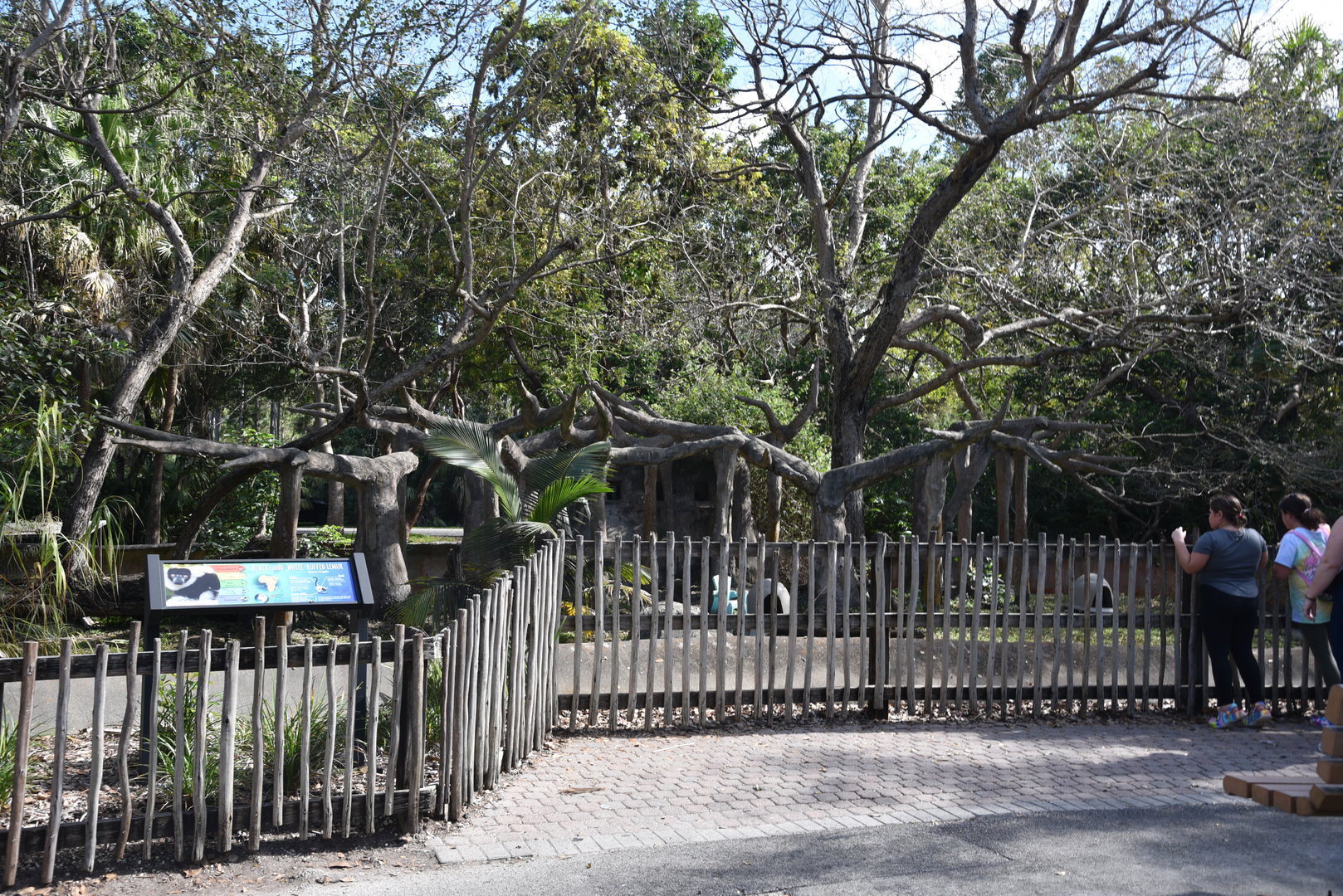 Ring-Tailed Lemur Island
