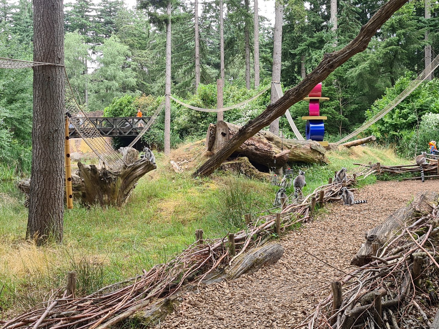 Ring-tailed lemur island