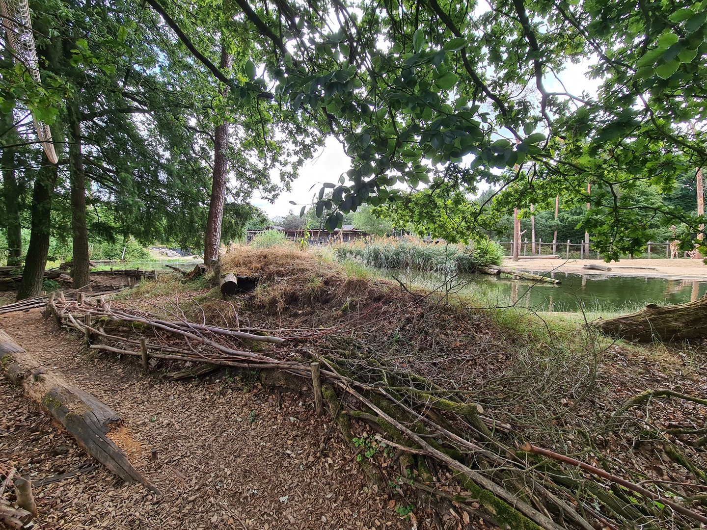 Ring-tailed lemur island