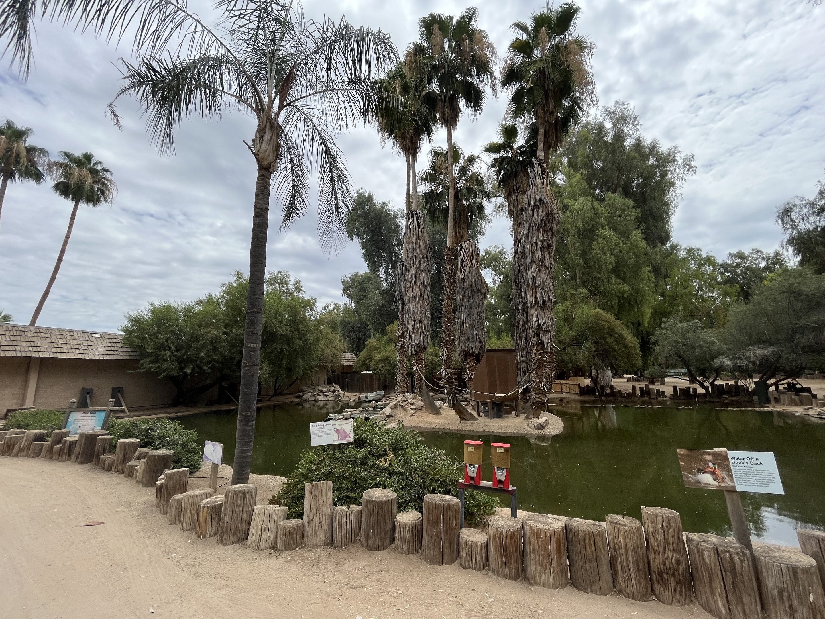 Ring-tailed Lemur Island