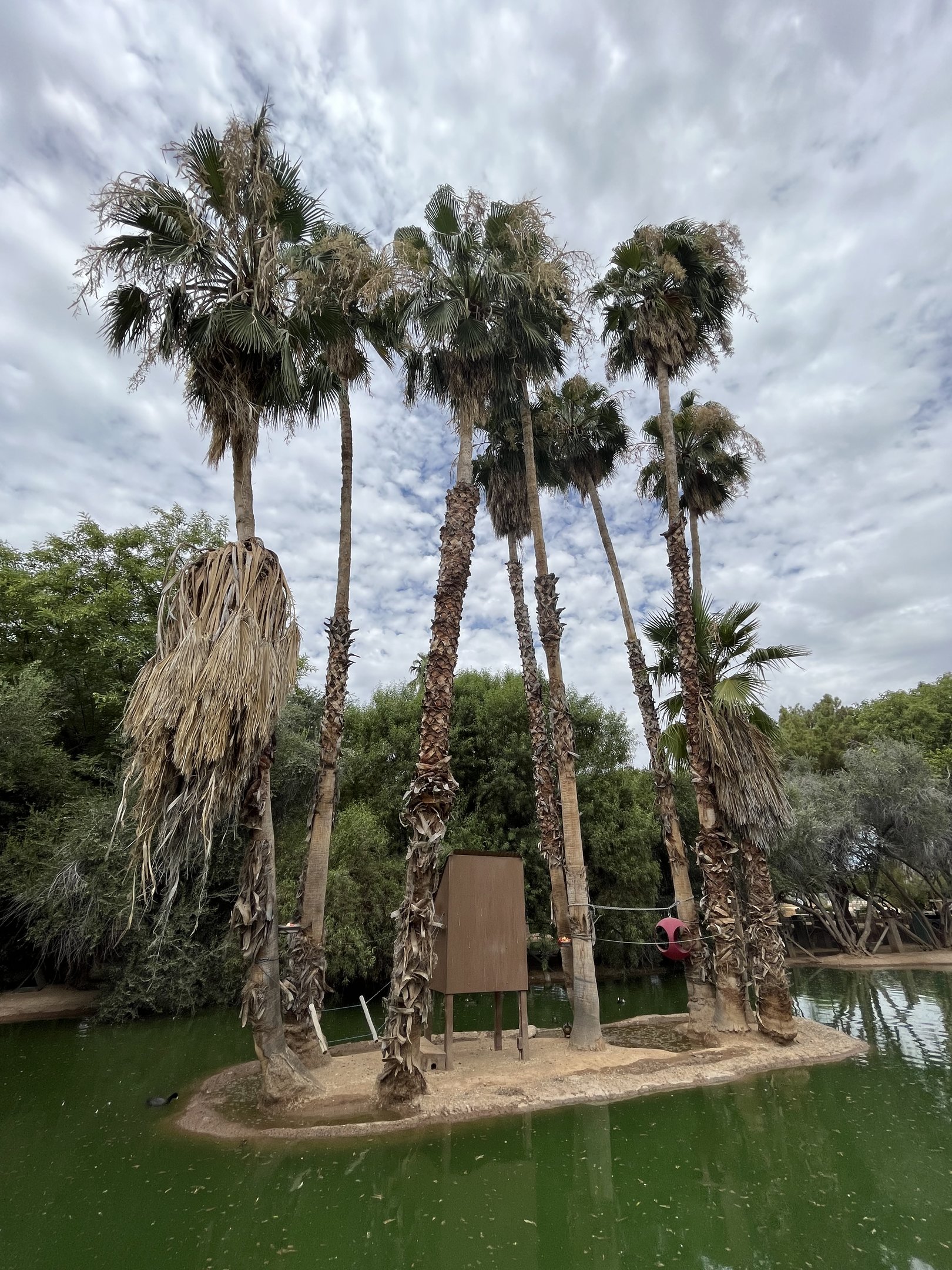 Ring-tailed Lemur Island