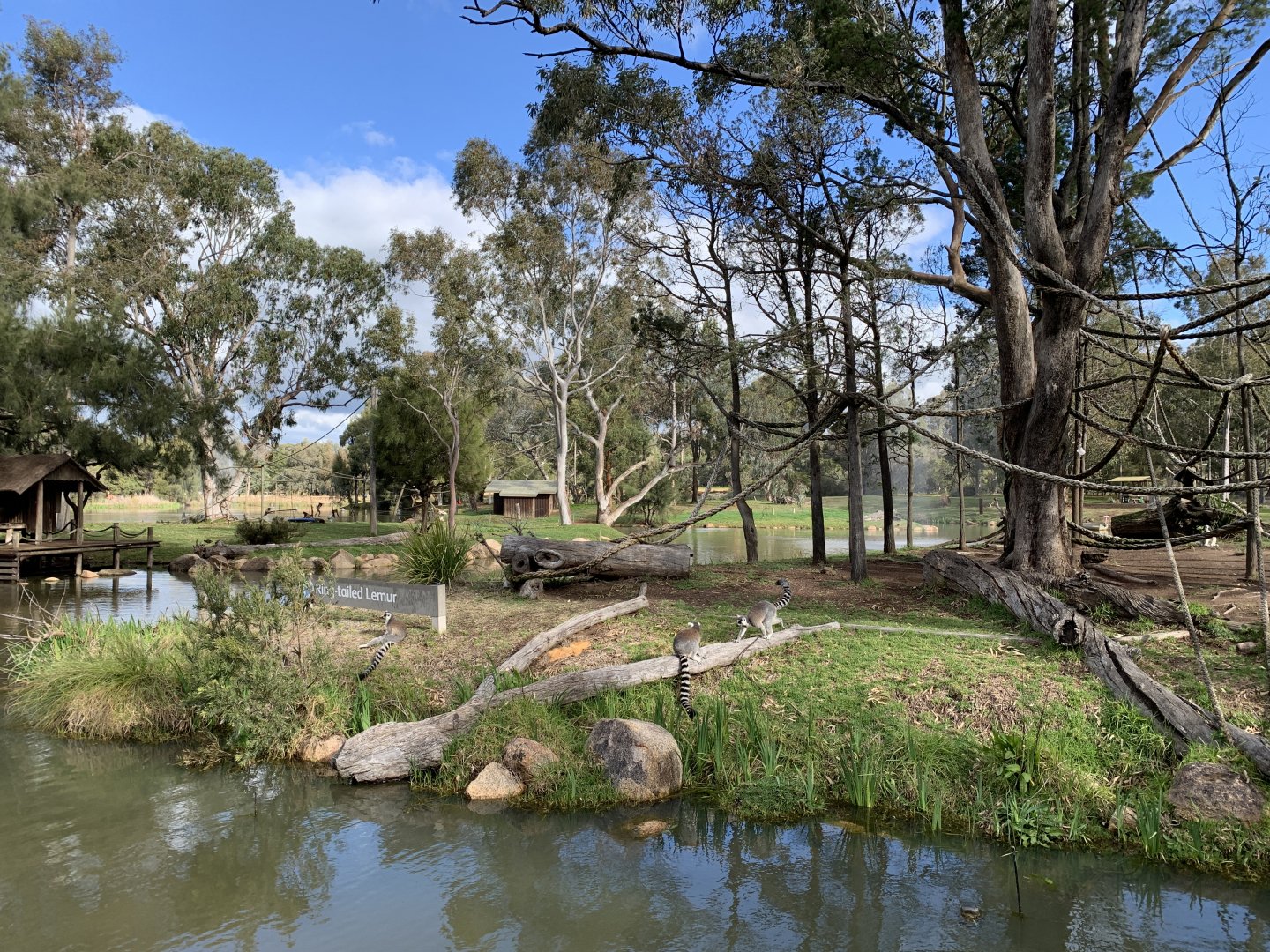 Ring-tailed Lemur Island