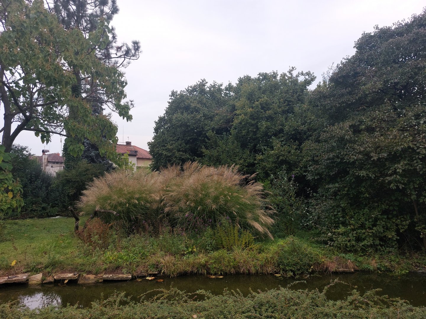 Ring-tailed lemur island