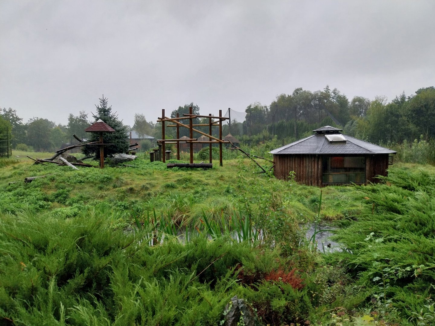 Ring-tailed lemur island