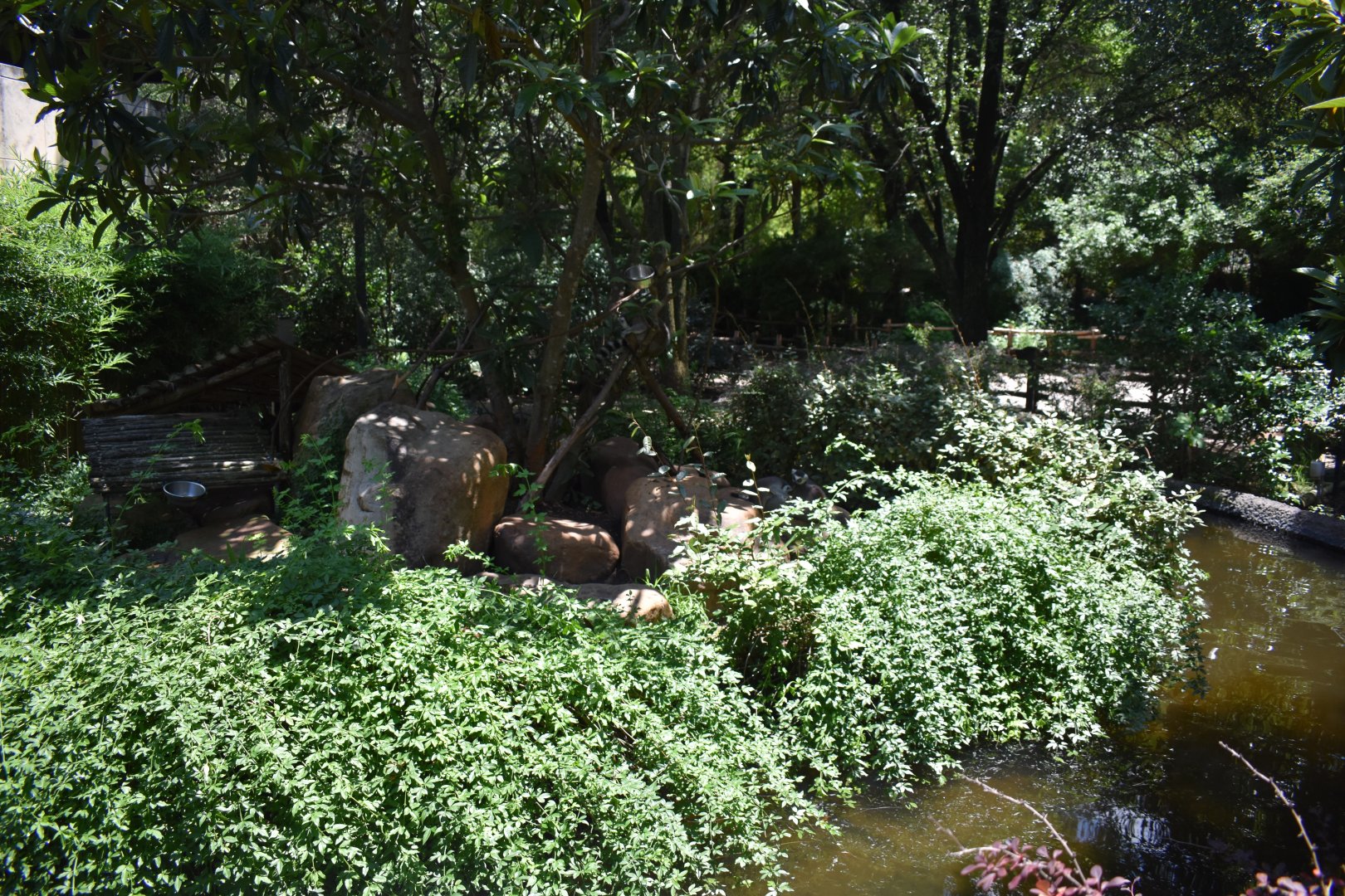 Ring-tailed Lemur Island