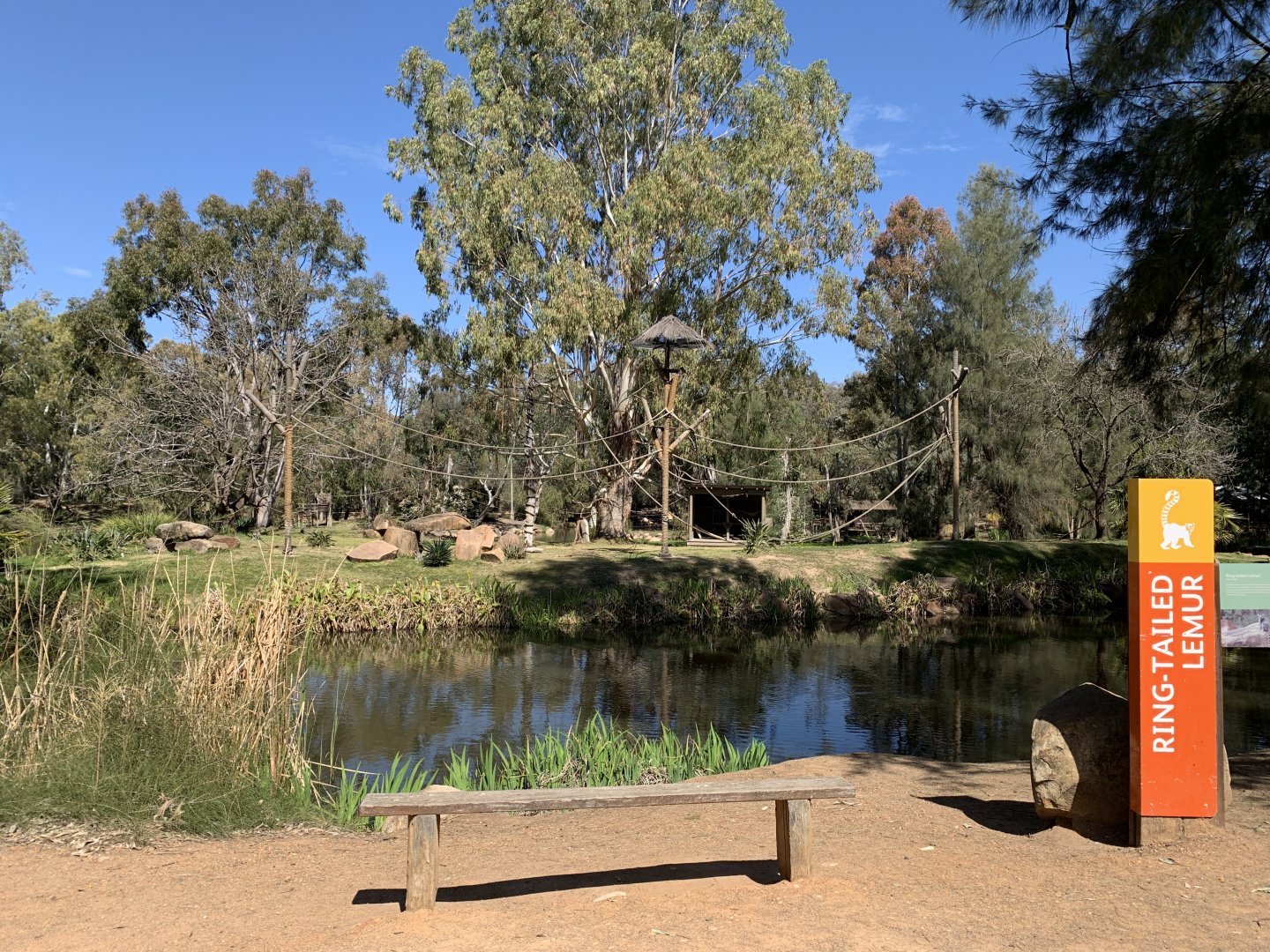 Ring-tailed Lemur Island