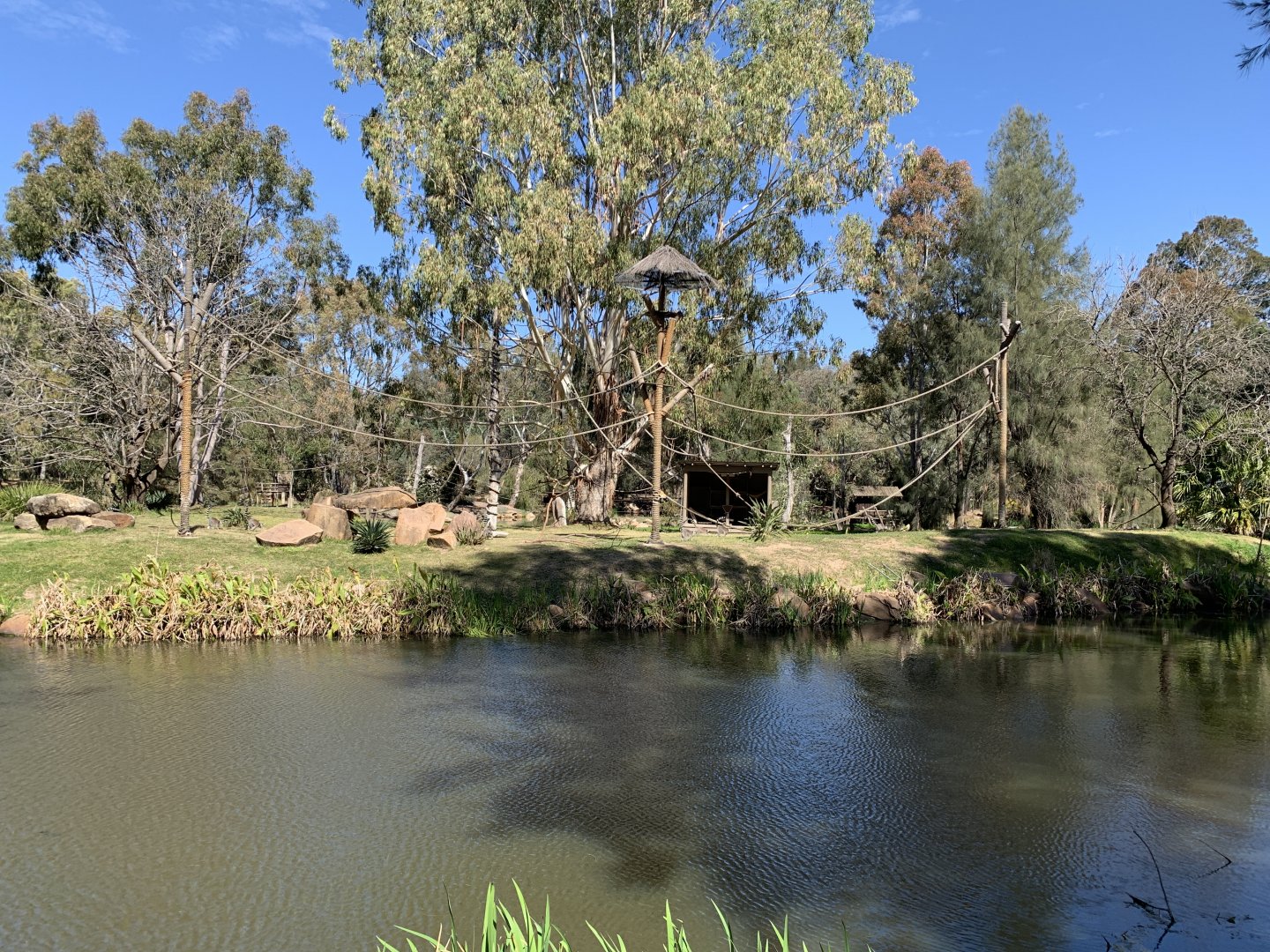 Ring-tailed Lemur Island