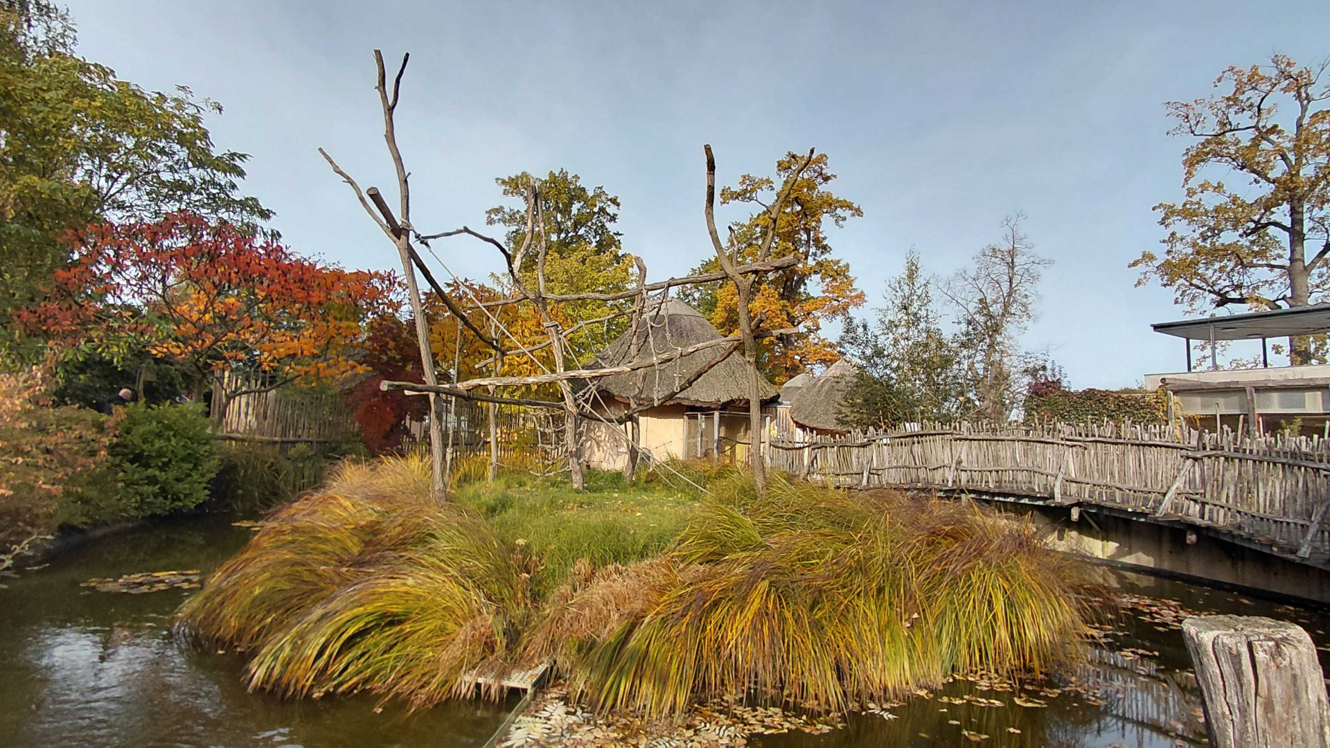 Ring-tailed lemur island