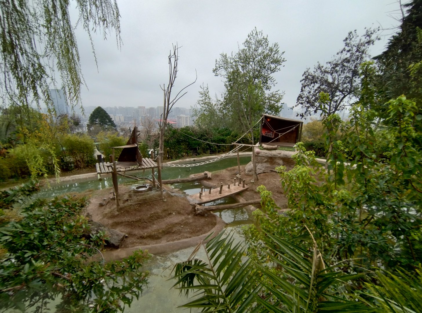 Ring-tailed lemur islands - Santiago zoo (Zoologico nacional)