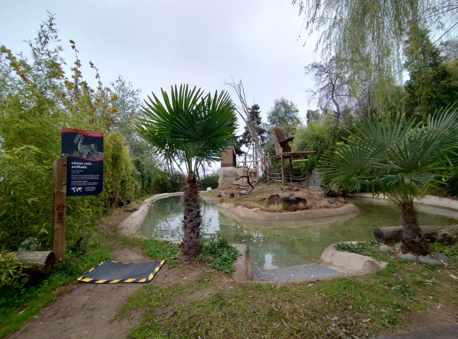 Ring-tailed lemur islands - Santiago zoo (Zoologico nacional)