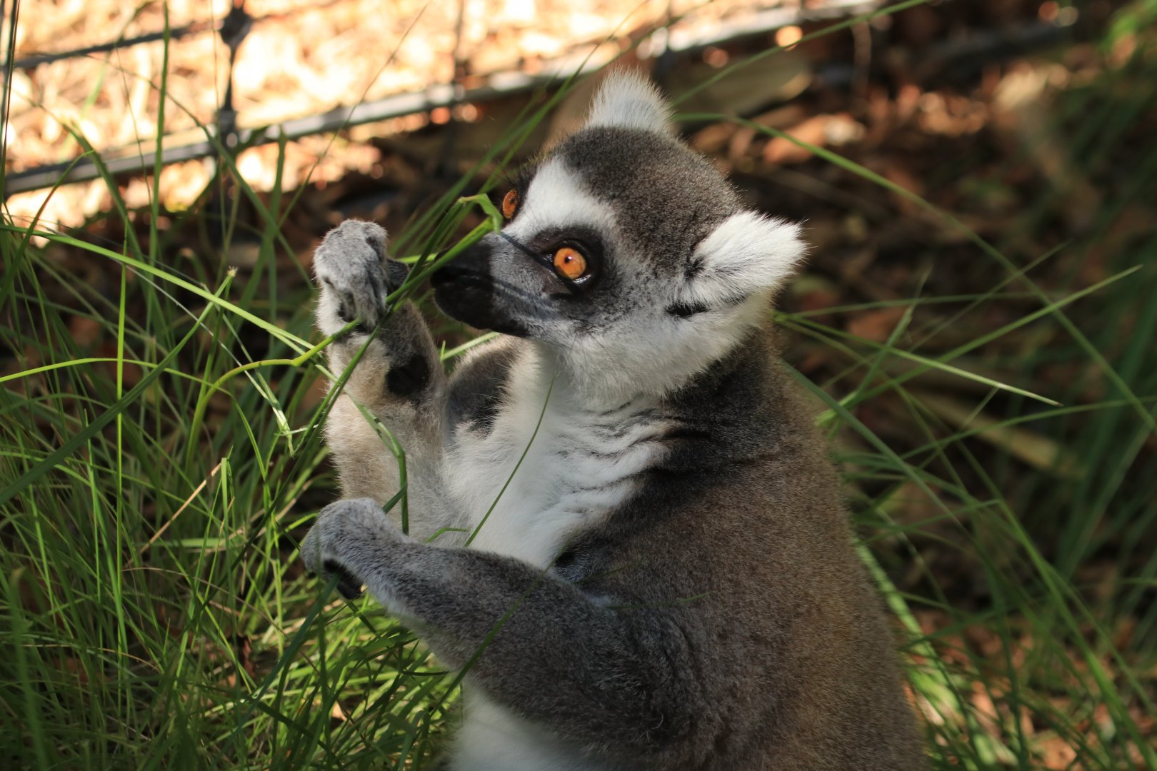 Ring-tailed lemur (June 2019)