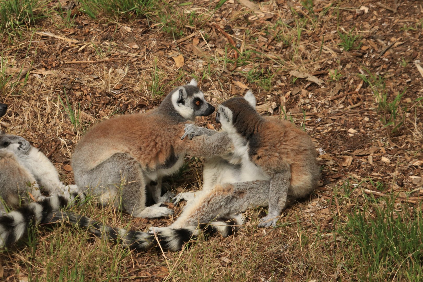 Ring-tailed lemur (June 2019)