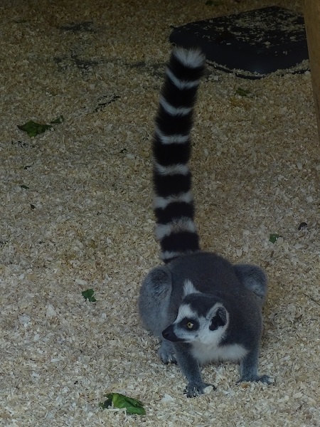 Ring-tailed lemur (Lemur catta)(07/22)