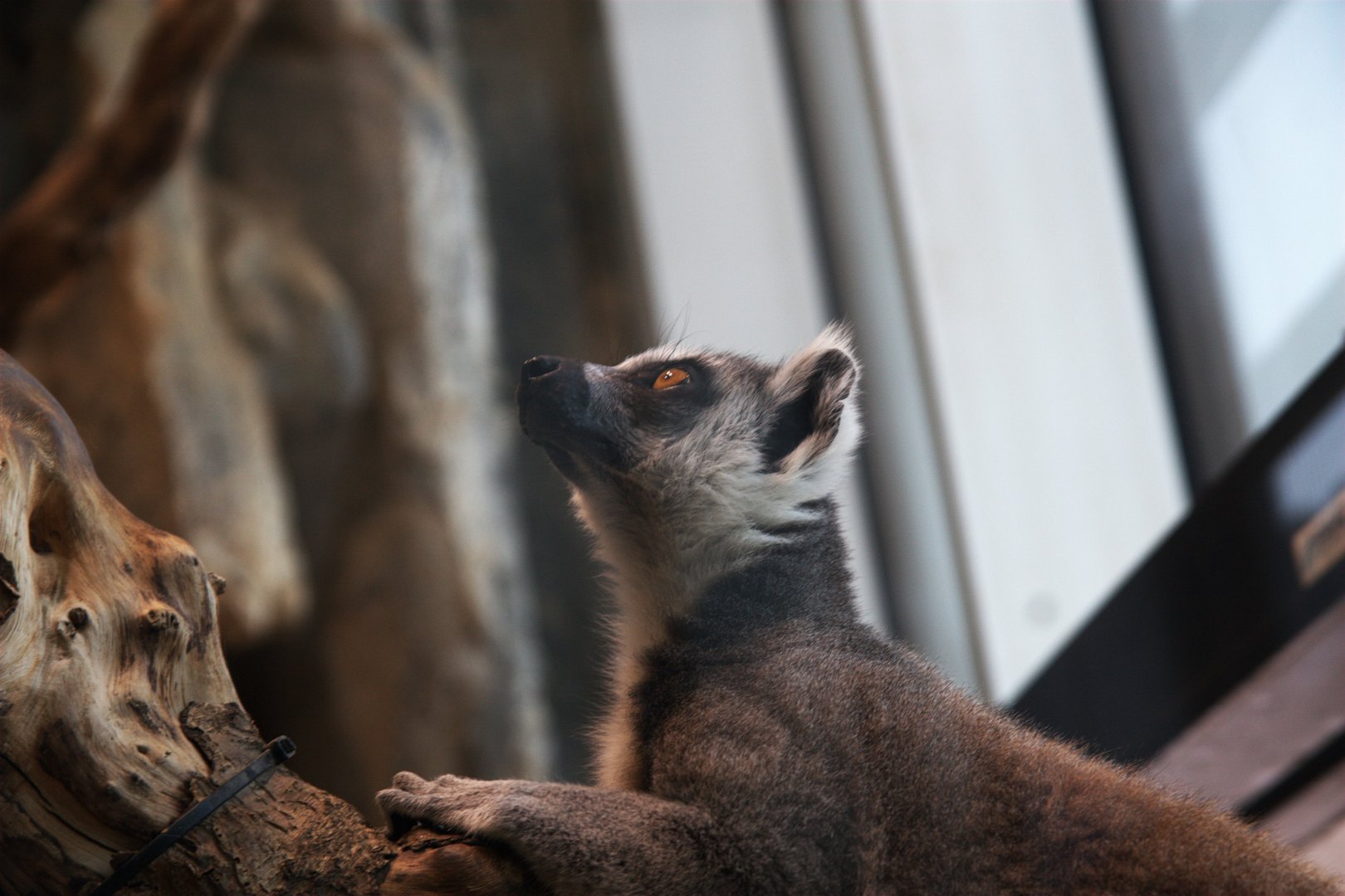 Ring-tailed Lemur (Lemur catta), 09-09-25