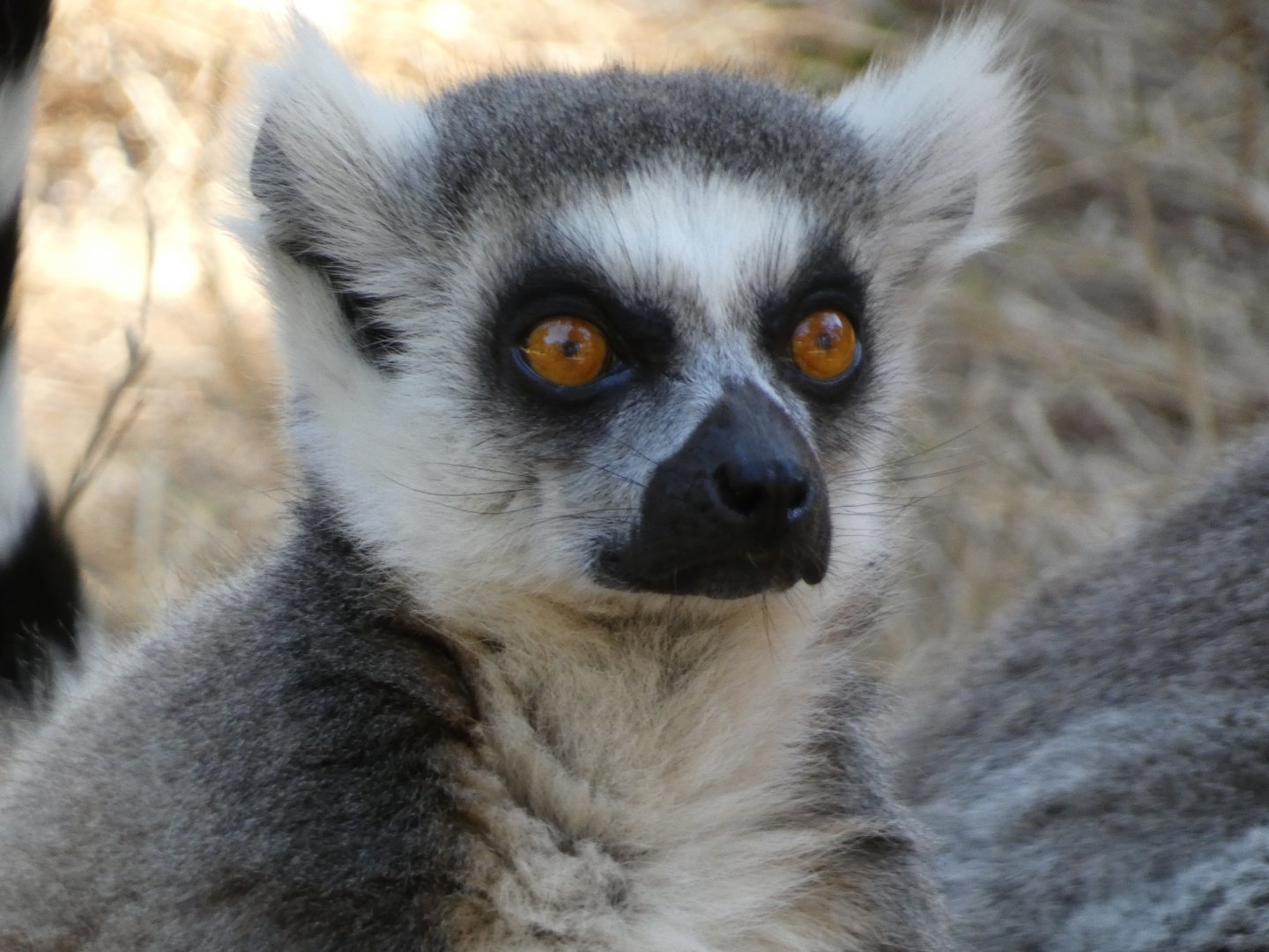 Ring tailed lemur (Lemur catta) - 10/08/22