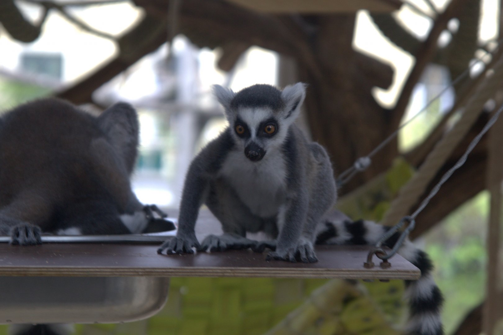 Ring-tailed Lemur (Lemur catta), 10-09-25