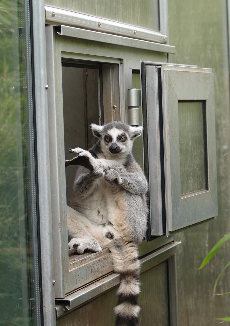 Ring-tailed lemur (Lemur catta), 2006-05-01