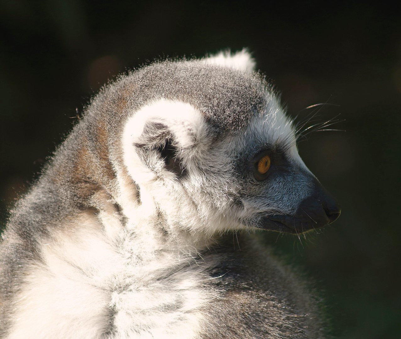 Ring-tailed lemur (Lemur catta), 2007-04-01
